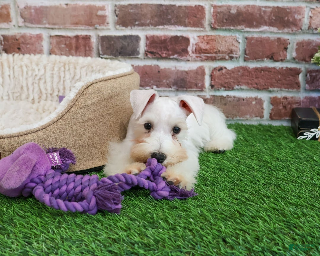 Miniature Schnauzer dogs for sale: Miniature Schnauzer 6 puppies - Image 22