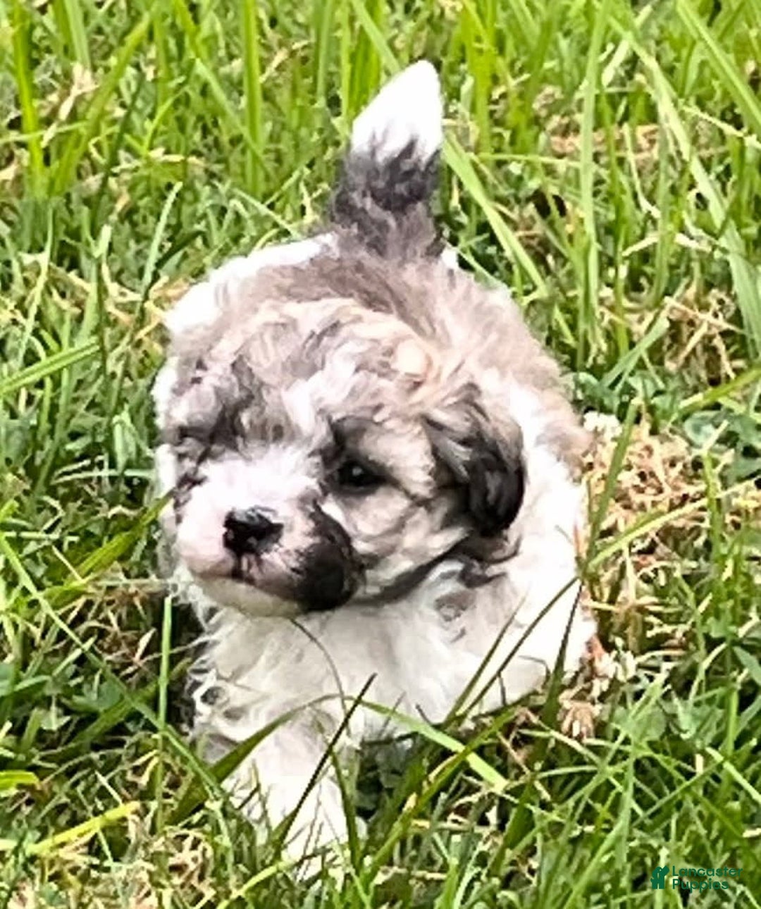 Maltipoo dogs for sale: Baxter - Image 6