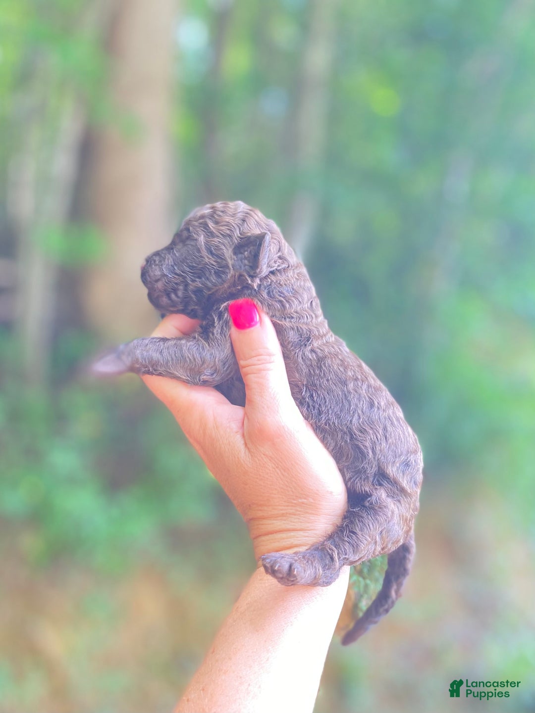 Goldendoodle dogs for sale: Choco - Image 1