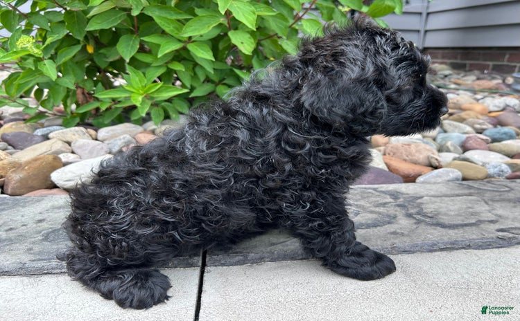 Portuguese Water Dog dogs for sale - Ad 5