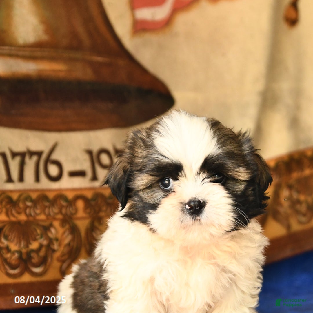 Shih Tzu dogs for sale: Shih Tzu 4 puppies - Image 5