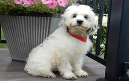 Cockapoo dogs for sale: Boomer - Image 13