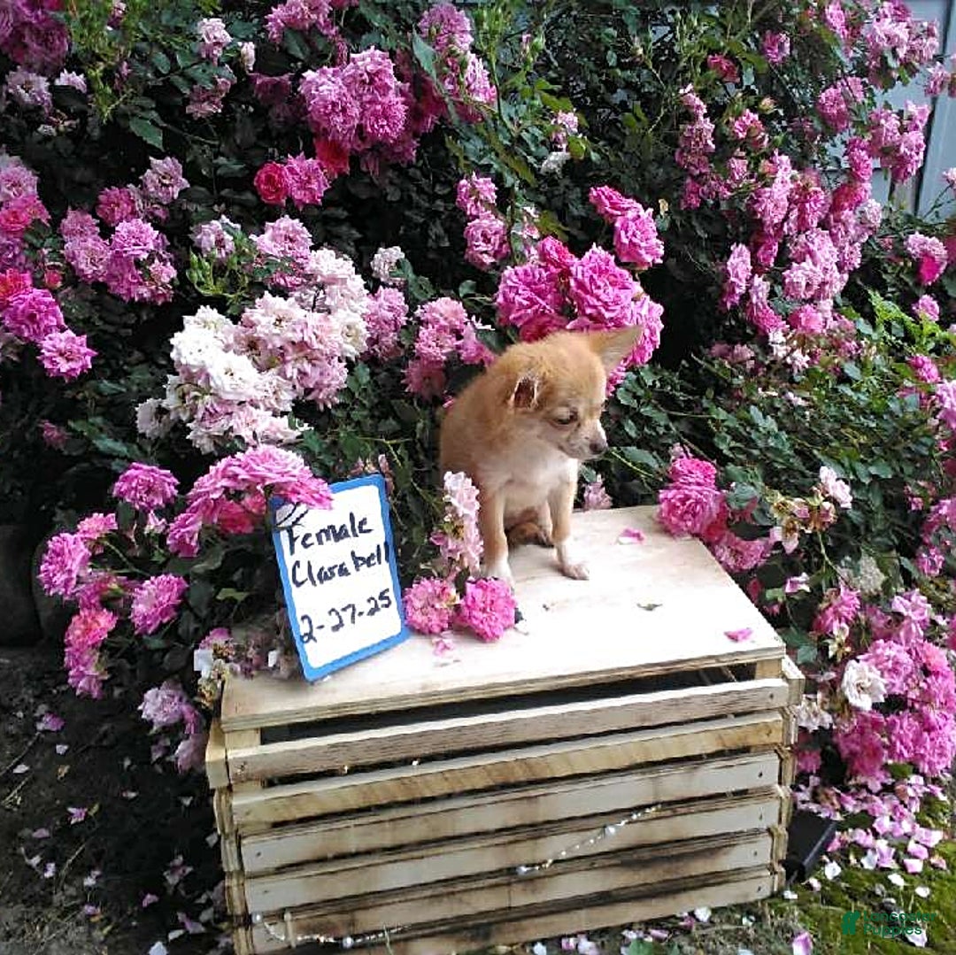 Chihuahua dogs for sale: Clarabell - Image 4