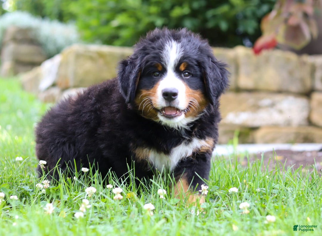Bernese Mountain Dog dogs for sale: Champ - Image 2