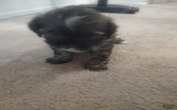 Shih Tzu dogs for sale: G Baby - Image 7