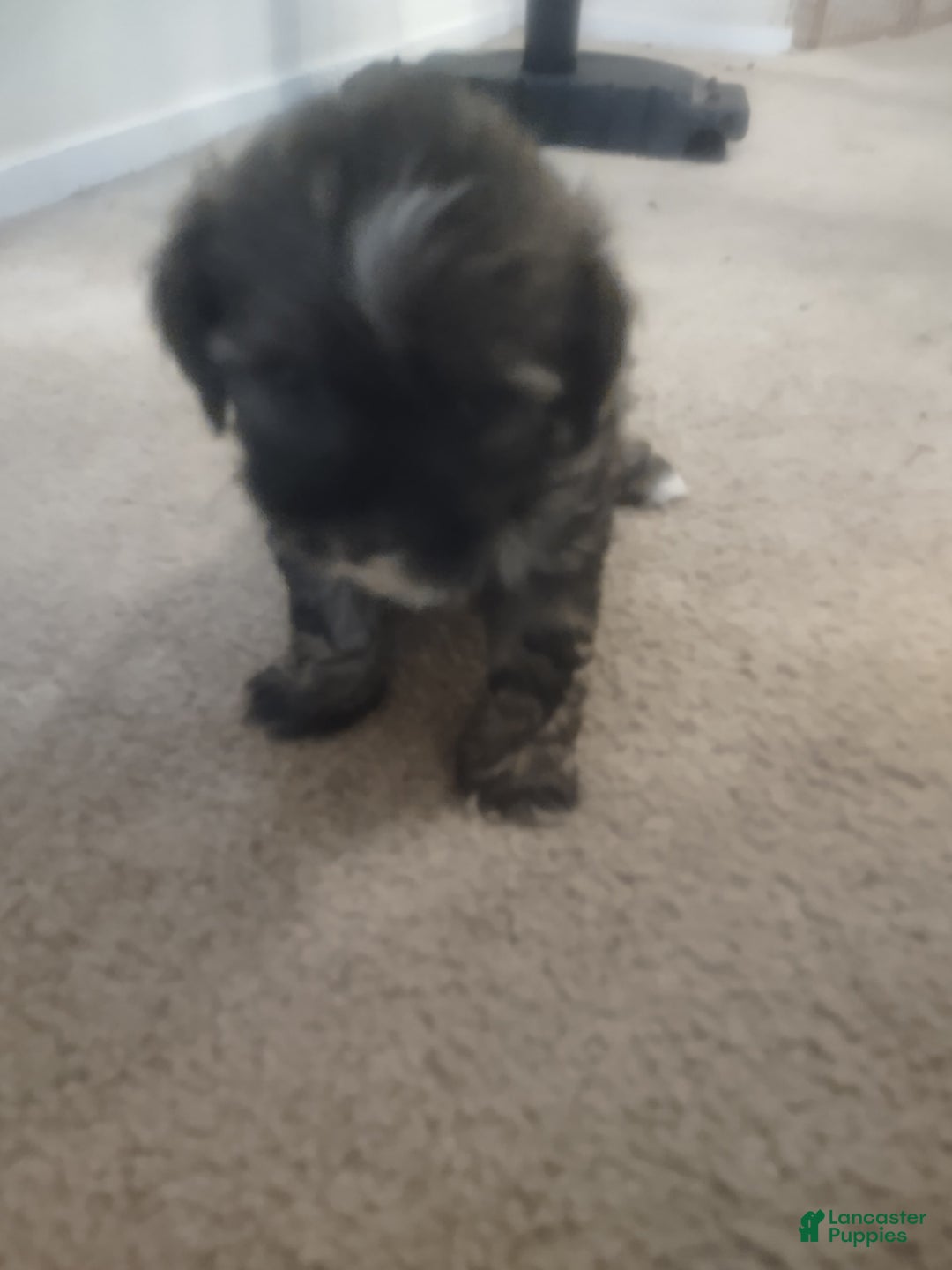 Shih Tzu dogs for sale: G Baby - Image 7