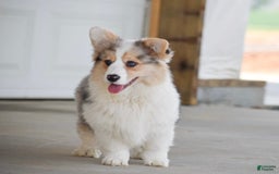 Welsh Corgi Pembroke dogs for sale: Abigail - Image 3