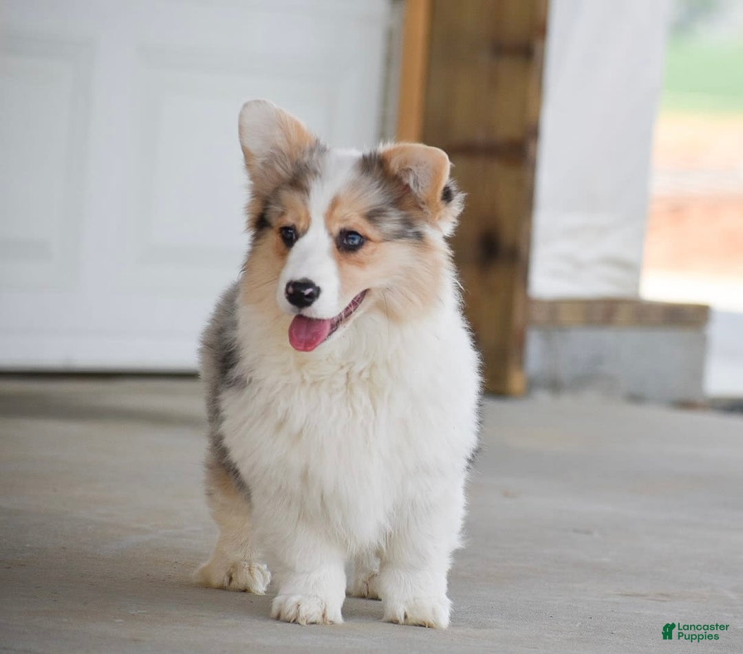 Welsh Corgi Pembroke dogs for sale: Abigail - Image 3