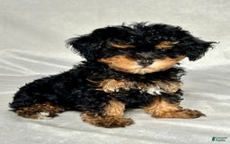 Miniature Poodle dogs for sale: Lola - Image 4