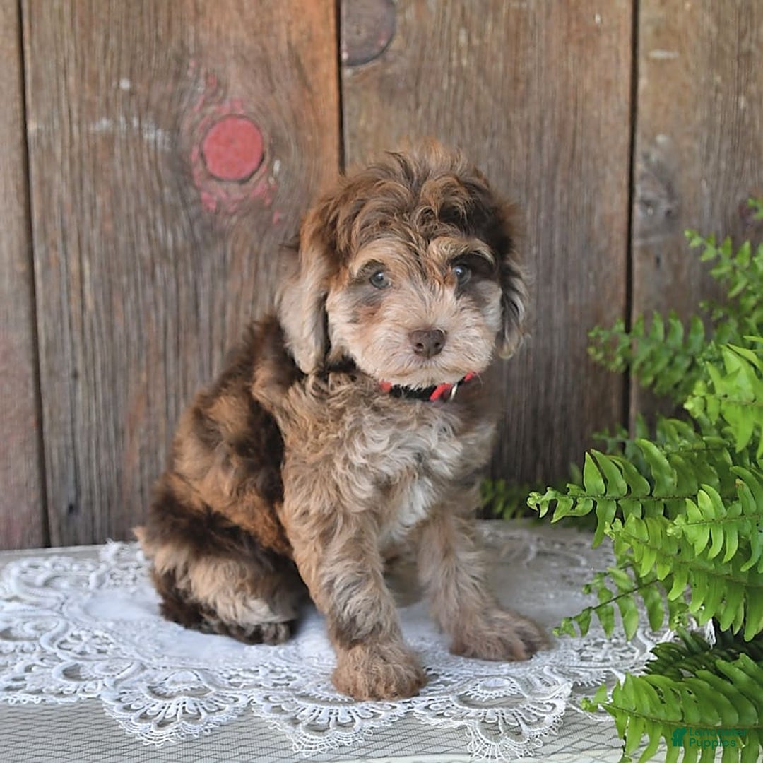Havapoo dogs for sale: Wren - Image 6