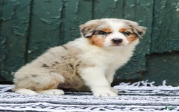 Australian Shepherd dogs for sale: Atlas - Image 5