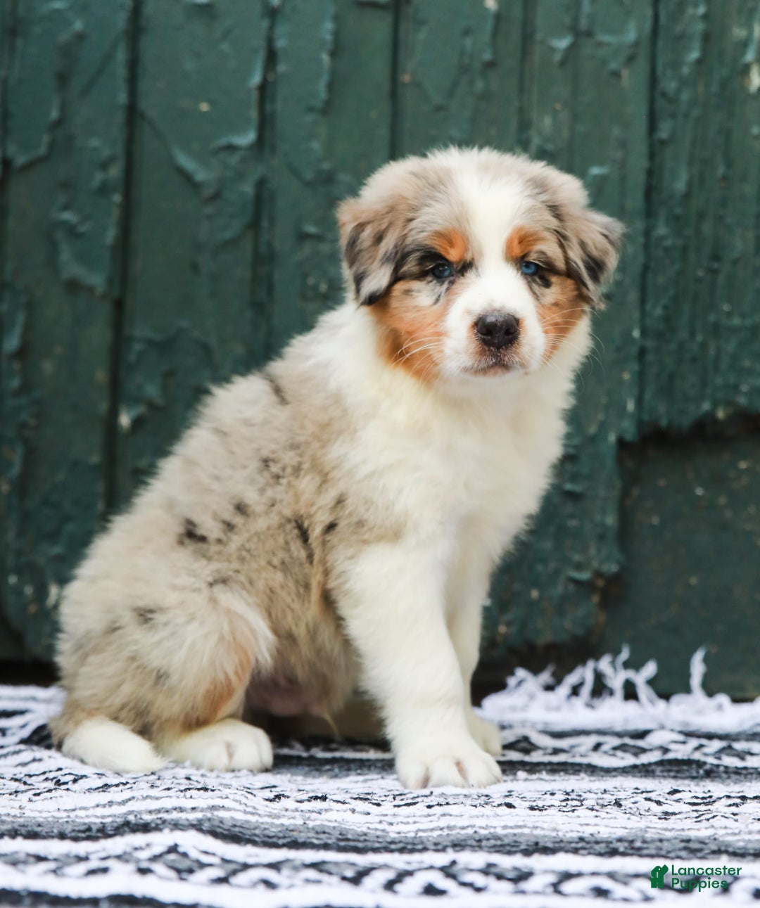 Australian Shepherd dogs for sale: Atlas - Image 5