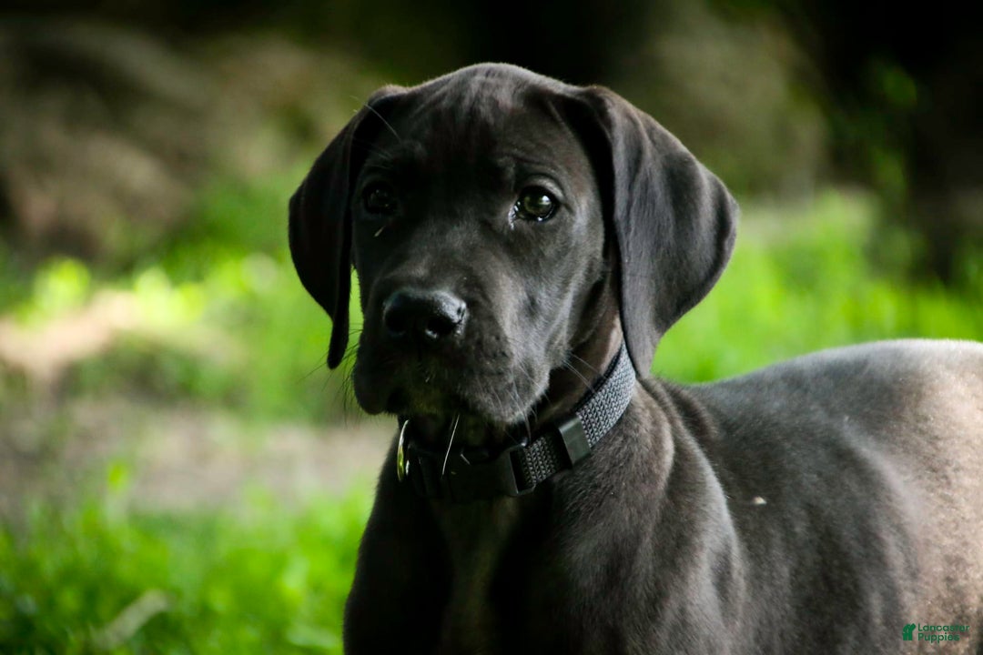 Great Dane dogs for sale: Selene - Image 20