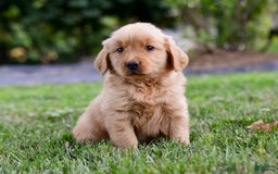 Golden Retriever dogs for sale: Keke - Image 2