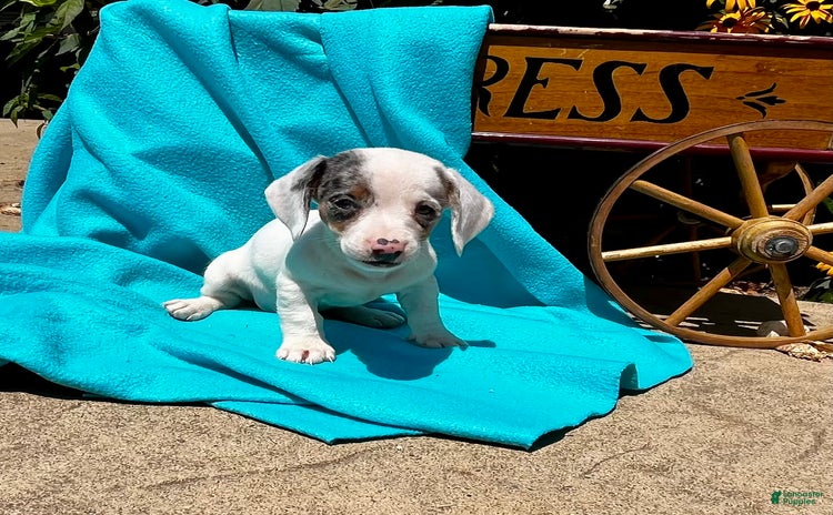 Dachshund dogs for sale - Ad 3