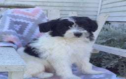 Miniature Poodle dogs for sale: Biscuit - Image 5