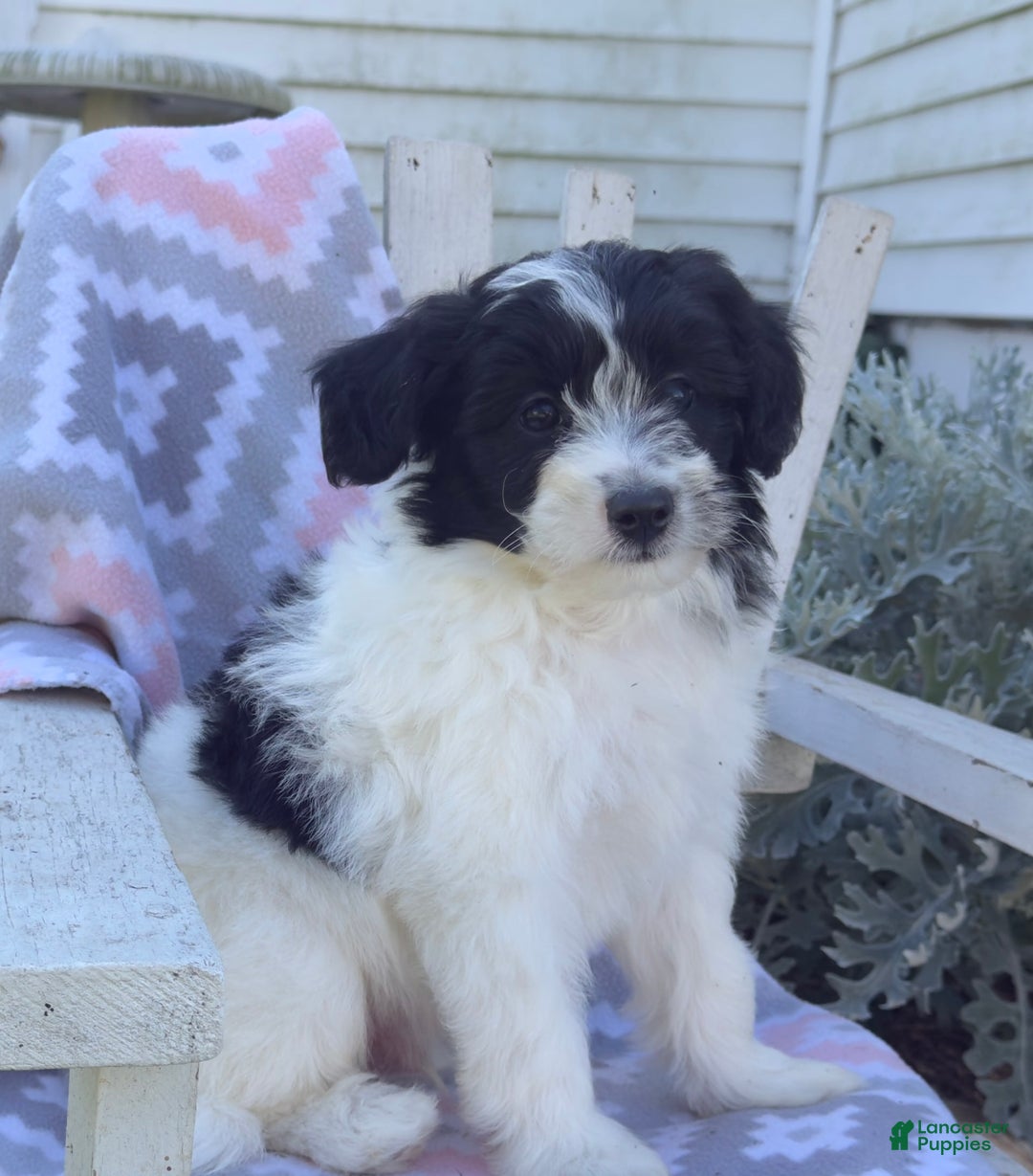 Miniature Poodle dogs for sale: Biscuit - Image 5