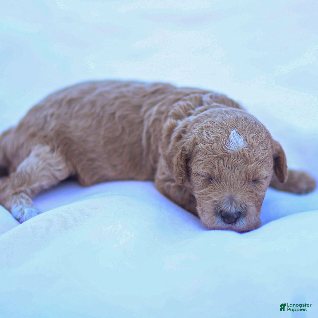 Goldendoodle dogs for sale: Olivia - Image 4