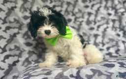 Cavapoo dogs for sale: Luke - Image 1