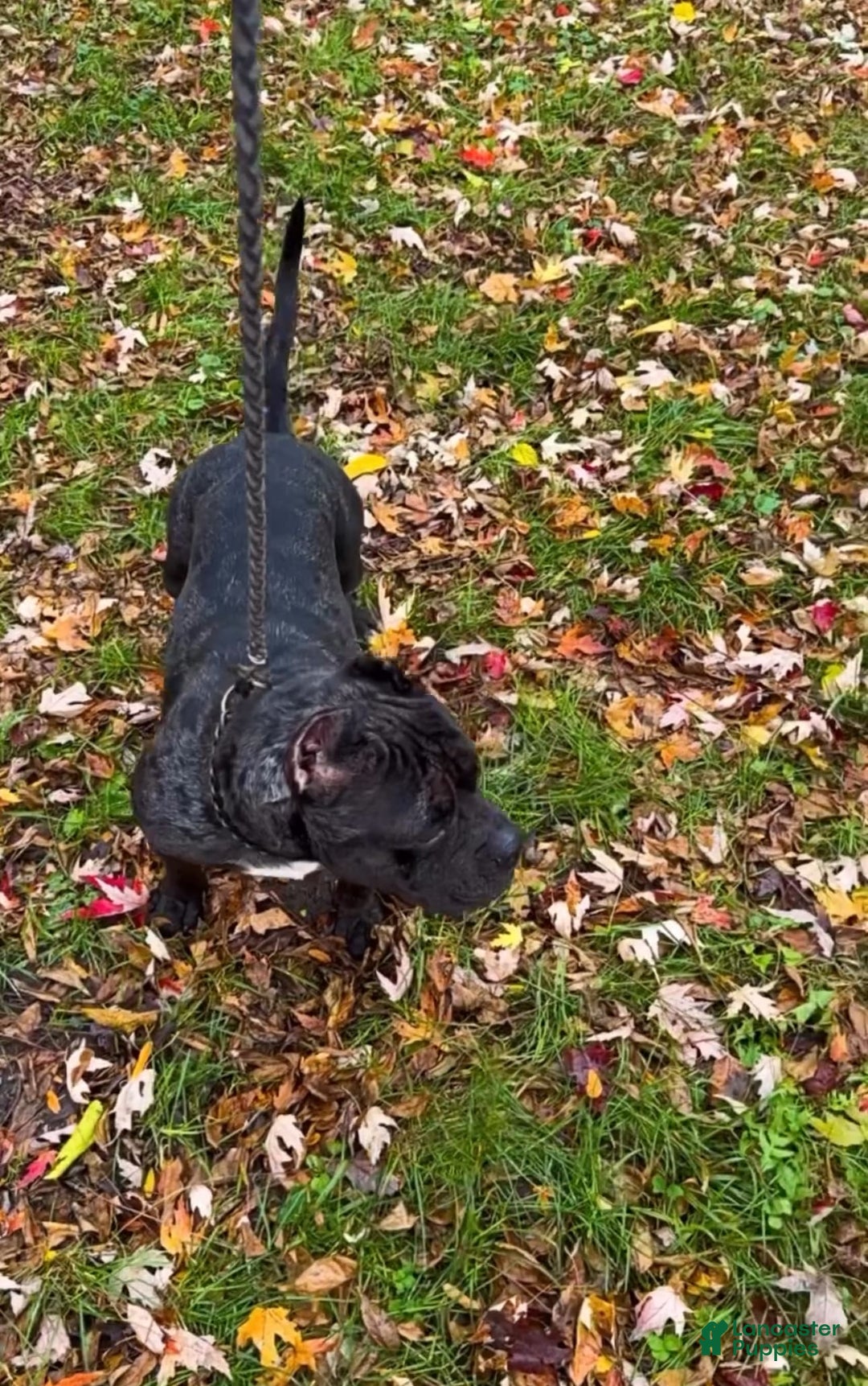 American Bully dogs for sale: Peso - Image 9
