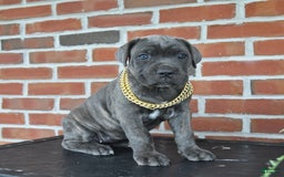Cane Corso dogs for sale: Lilac - Image 7