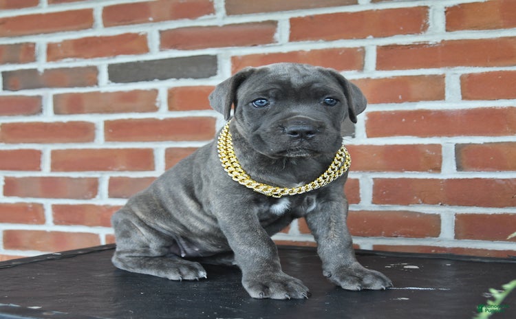 Cane Corso dogs - Advert 35