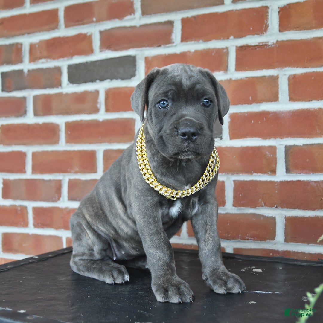 Cane Corso dogs for sale: Lilac - Image 7