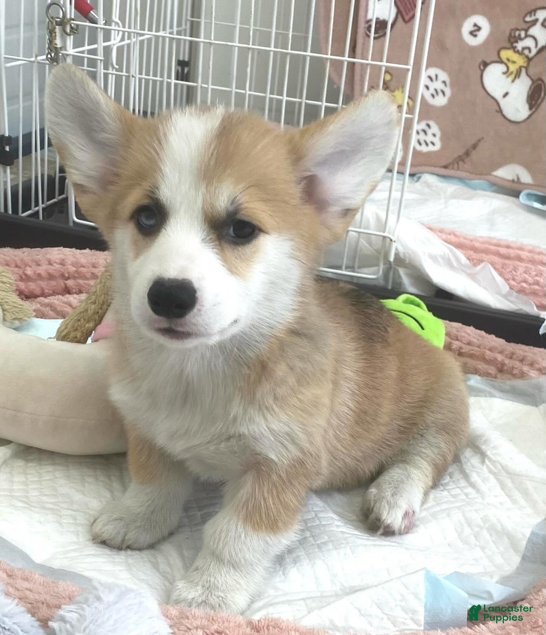 Welsh Corgi Pembroke dogs for sale: Jamie - Image 2