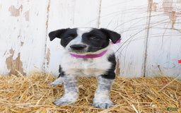 Australian Cattle Dog dogs for sale: Pansey - Image 3