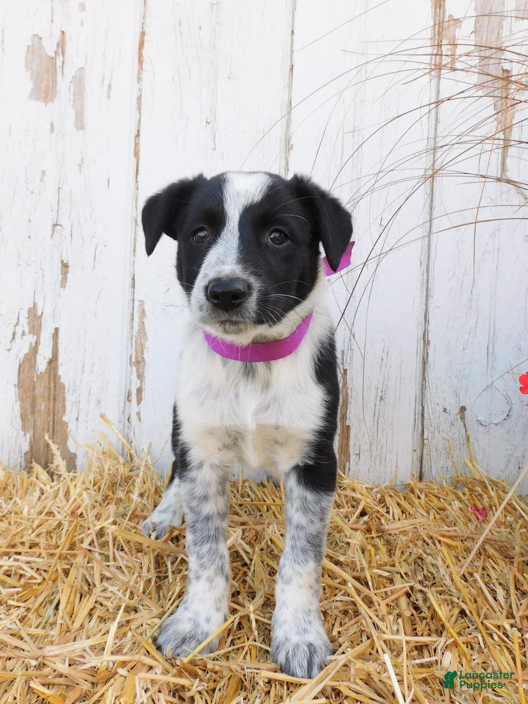 Australian Cattle Dog dogs for sale: Pansey - Image 3