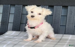 Maltipoo dogs for sale: Nixon - Image 10