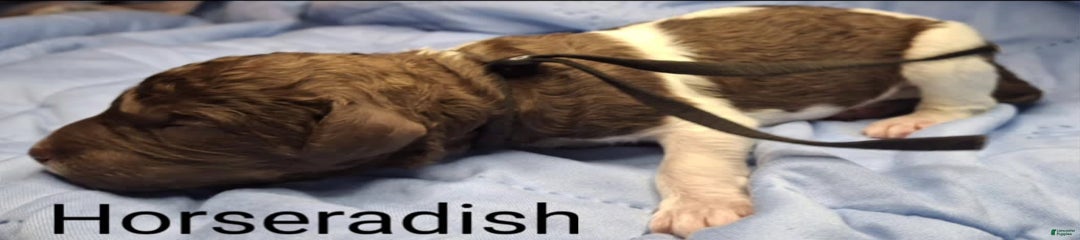 Horseradish