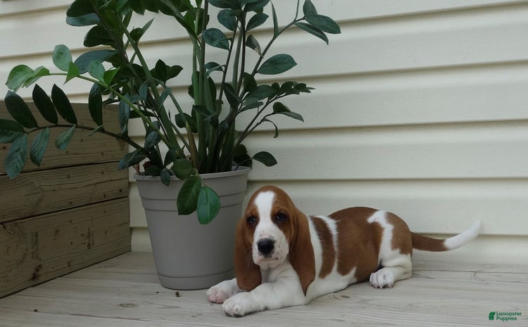 Basset Hound dogs - Advert 20