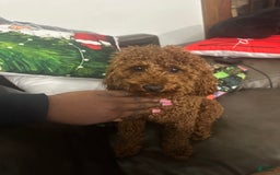 Miniature Poodle dogs for sale: Princeton - Image 5