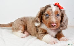 Miniature Dachshund dogs for sale: Miniature Dachshund 3 puppies - Image 12