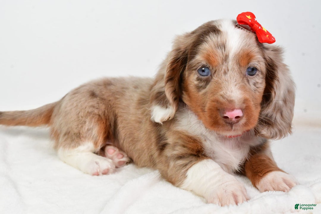 Miniature Dachshund dogs for sale: Miniature Dachshund 3 puppies - Image 12