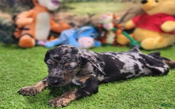 Catahoula Leopard Dog dogs for sale: Houdini 2025 Male 5 - Image 12