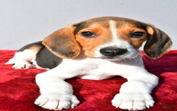 Beagle dogs for sale: Bo - Image 6