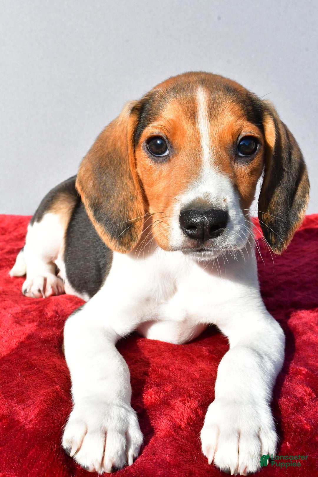 Beagle dogs for sale: Bo - Image 6