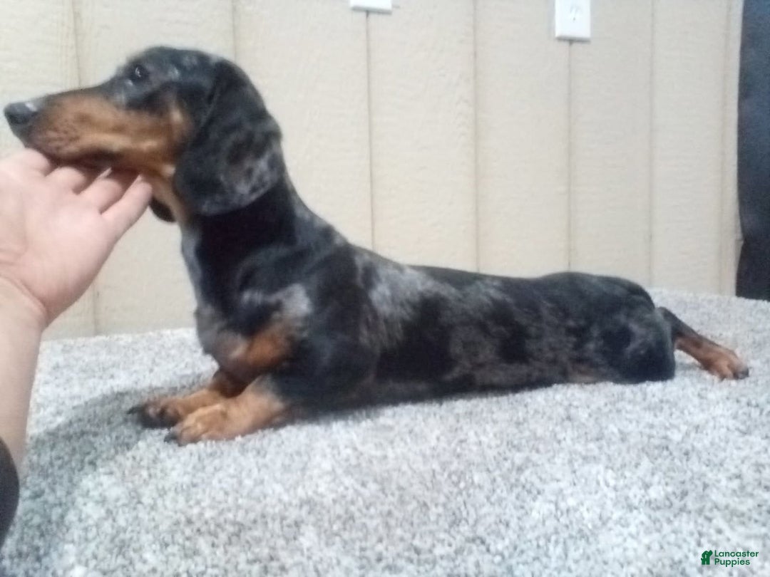 Miniature Dachshund dogs for sale: Jackson - Image 9