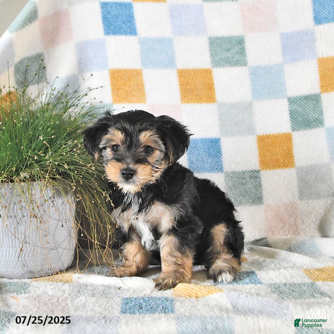 Yorkshire Terrier dogs for sale: Travis - Image 4
