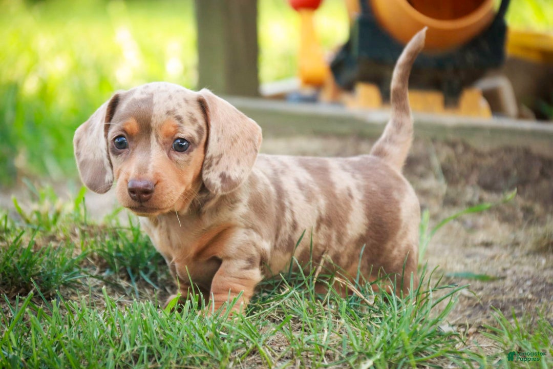 Miniature Dachshund dogs for sale: Feliz - Image 4