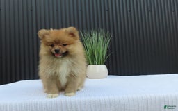 Pomeranian dogs for sale: SALLY - Image 7