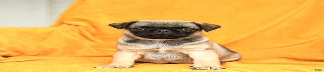 Pudding