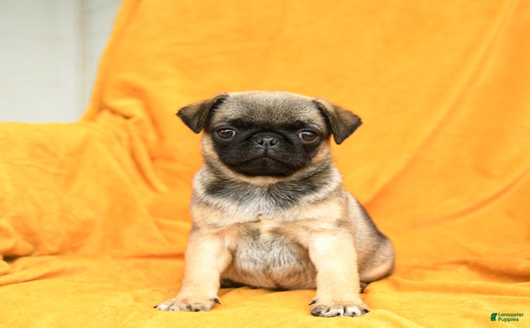 Pug dogs for sale - Ad 3