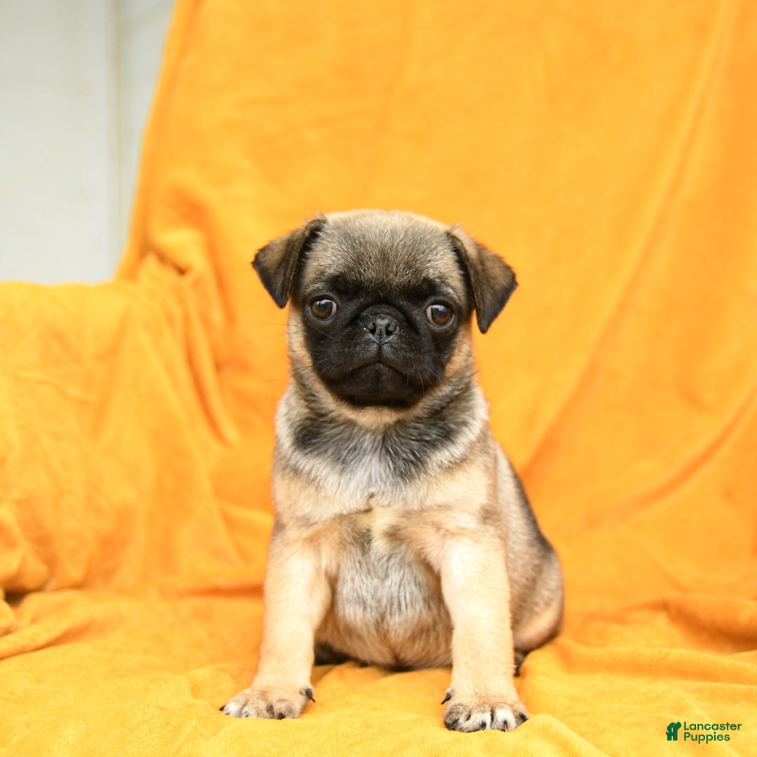 Pug dogs for sale: Pug 6 puppies - Image 16