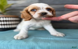 Cocker Spaniel dogs for sale: Twila - Image 4