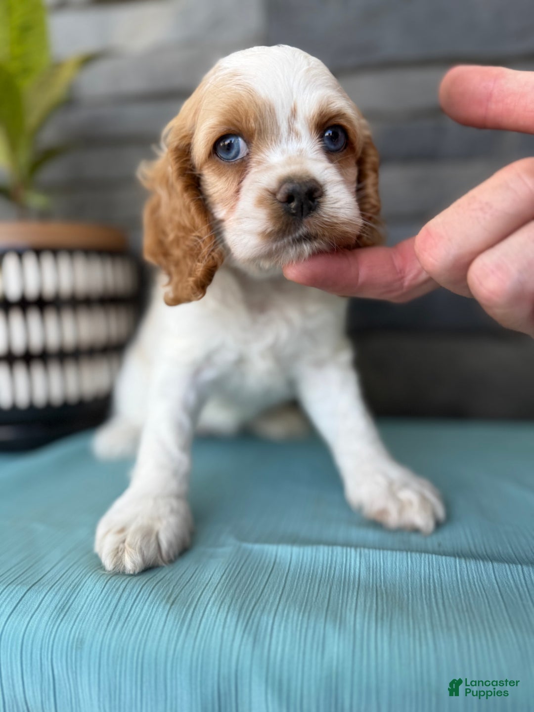 Cocker Spaniel dogs for sale: Twila - Image 4