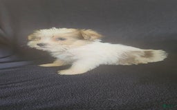 Cavalier King Charles Spaniel dogs for sale: Penny - Image 2