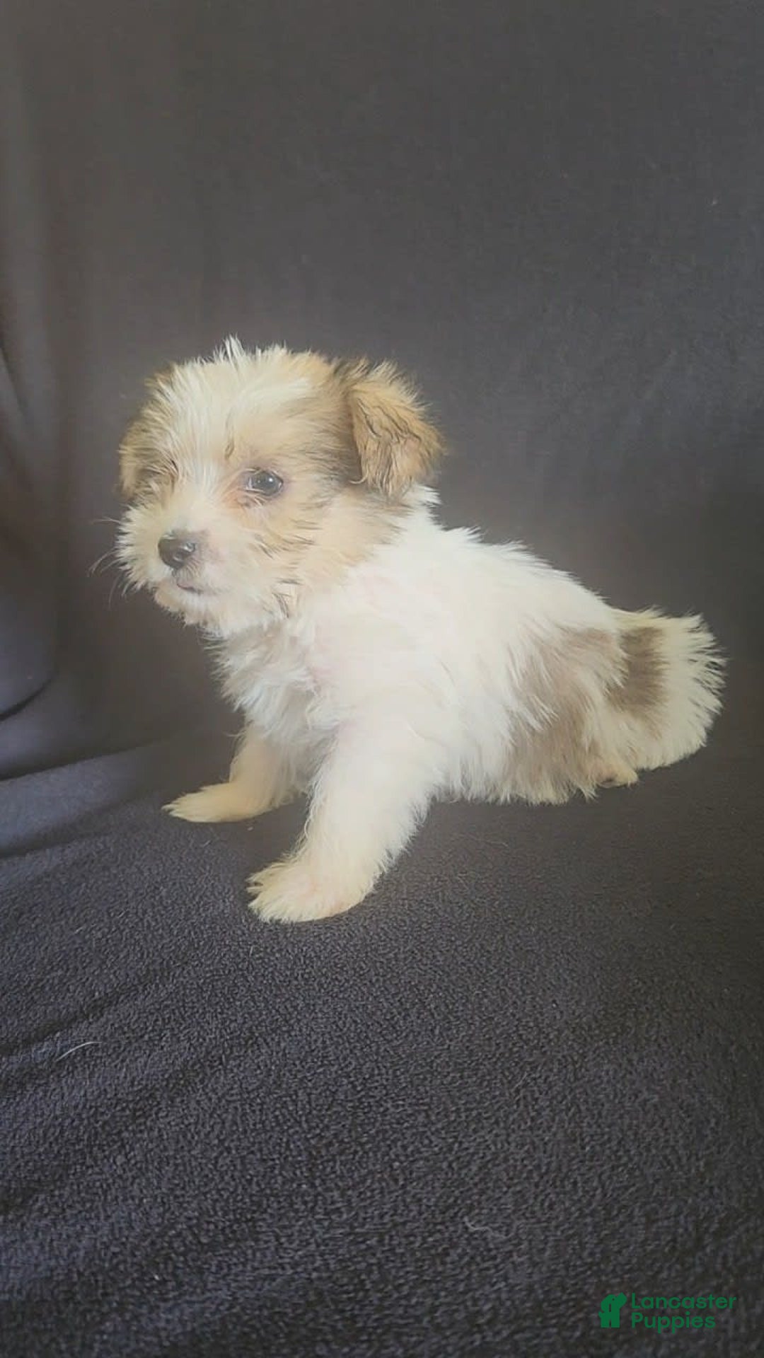 Cavalier King Charles Spaniel dogs for sale: Penny - Image 2